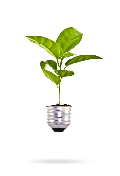 Eco concept: green tree growing out of a bulb.